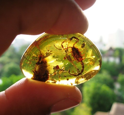 Burmese amber (99- 112 myo) with huge perfect scorpion